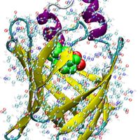Protein interactions