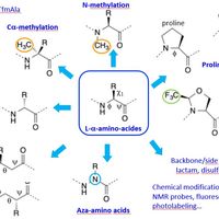 Peptides and peptidomimetics
