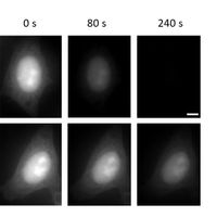 Photochemistry of fluorescent probes for imaging