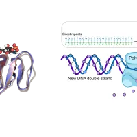 Structure and dynamics of biological molecules