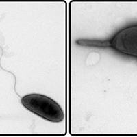 Peptidoglycan synthesis and regulation in Caulobacter crescentus