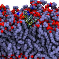 Structural and functional studies of membrane-peptide interactions