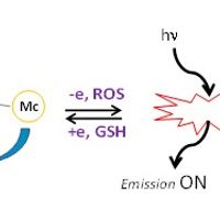 Development of reversible, biocompatible fluorescent probes sensitive to redox environments
