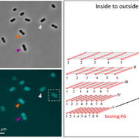 Peptidoglycan expansion dynamics