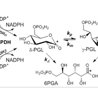The study of chemical reactions by dissolution-Dynamic Nuclear Polarization