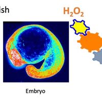 Redox Homeostasis: from cell to zebrafish